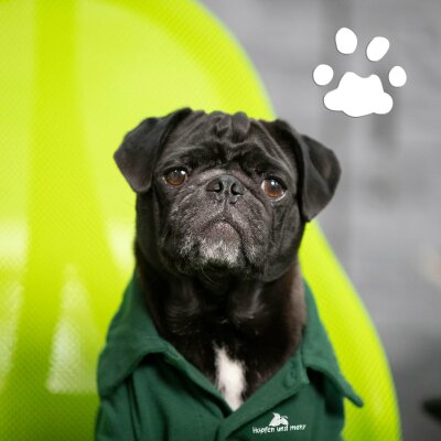 Ein Mops erobert die Welt des Bieres - Ein Mops erobert die Welt des Bieres