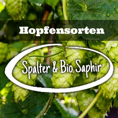 Hopfensorten Spalter und Bio Saphir - Hopfensorten Spalter und Bio Saphir