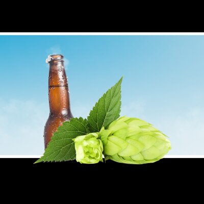 Hopfensorte Aurum - Hopfensorte Aurum