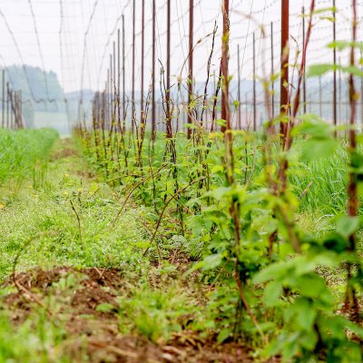 Hopfenanweisen - Hopfenanweisen