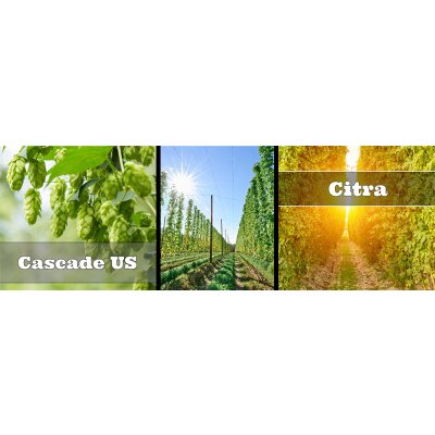Cascade US und Citra Hopfen - Cascade US und Citra Hopfen