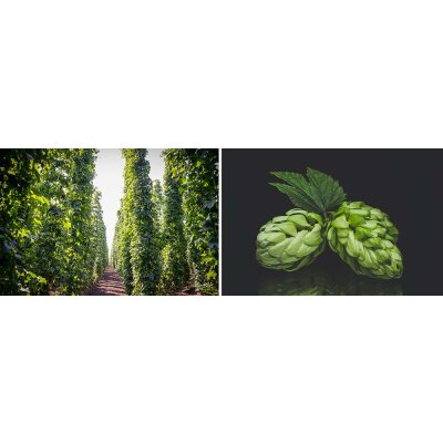 Hopfensorten Bramling Cross und Fuggles - Hopfensorten Bramling Cross und Fuggles