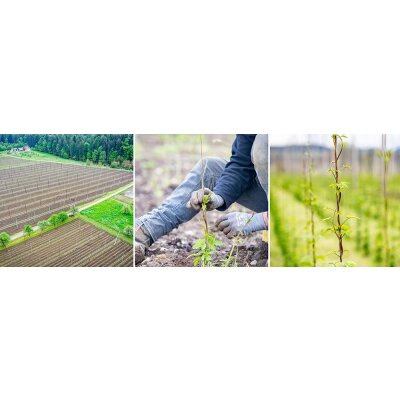 Hopfen anweisen - Hopfen anweisen