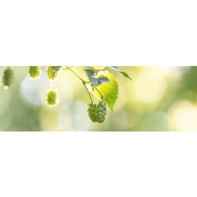 Hopfensorten Celeia und Hüll Melon - Hopfensorten Celeia und Hüll Melon