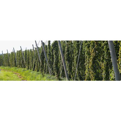 Neue Tettnanger Hopfensorten - Neue Tettnanger Hopfensorten