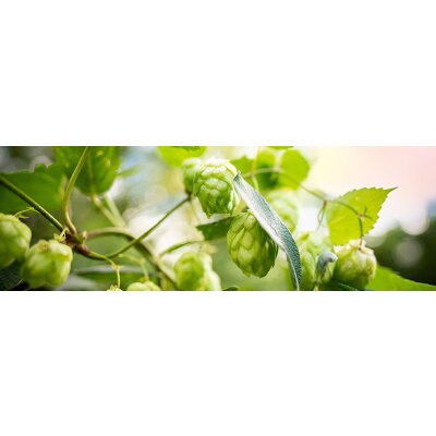 Hopfensorten Ernest und Azacca - Hopfensorten Ernest und Azacca