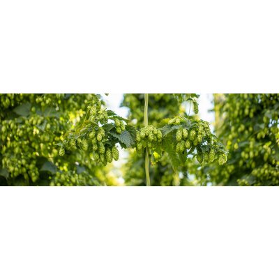 Hopfensorten Bio Aramis und Bio Ariana  - Hopfensorten Bio Aramis und Bio Ariana 