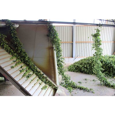 Besuch auf dem Hopfenhof Ambs zum Start der Hopfenernte in Tettnang - Hopfenernte in Tettnang